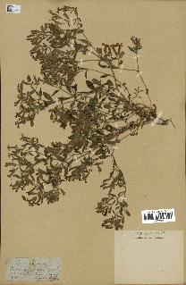 spécimen de Saponaria ocymoides