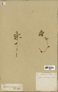 spécimen de Saponaria ocymoides