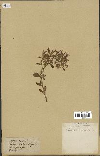 spécimen de Saponaria ocymoides
