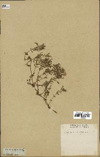 spécimen de Saponaria ocymoides