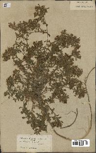 spécimen de Saponaria ocymoides