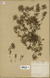 spécimen de Saponaria ocymoides