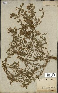 spécimen de Saponaria ocymoides