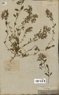 spécimen de Saponaria ocymoides
