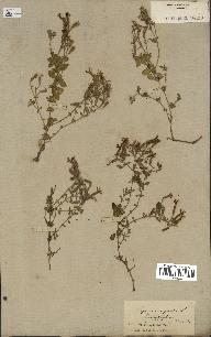 spécimen de Saponaria ocymoides