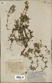 spécimen de Saponaria ocymoides