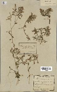 spécimen de Saponaria ocymoides