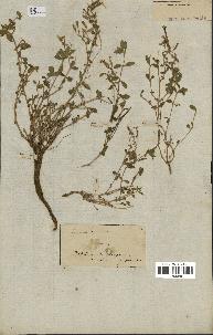 spécimen de Saponaria ocymoides