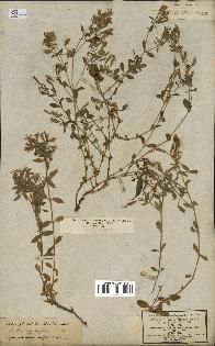 spécimen de Saponaria ocymoides