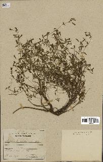 spécimen de Saponaria ocymoides