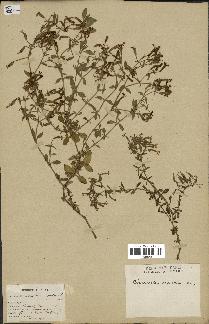 spécimen de Saponaria ocymoides
