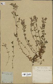 spécimen de Saponaria ocymoides