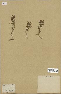 spécimen de Saponaria ocymoides