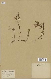 spécimen de Saponaria ocymoides