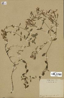 spécimen de Saponaria ocymoides