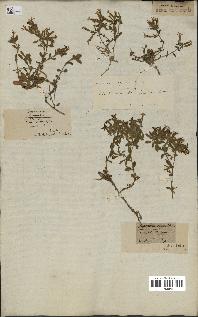 spécimen de Saponaria ocymoides