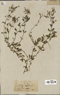 spécimen de Saponaria ocymoides
