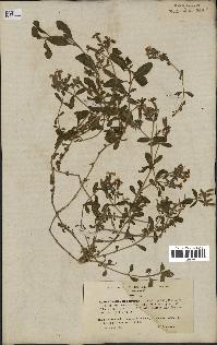 spécimen de Saponaria ocymoides