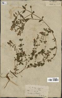 spécimen de Saponaria ocymoides
