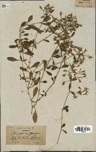 spécimen de Saponaria ocymoides