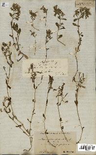 spécimen de Saponaria ocymoides