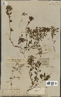 spécimen de Saponaria ocymoides