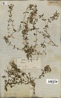 spécimen de Saponaria ocymoides