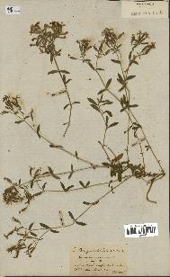 spécimen de Saponaria ocymoides