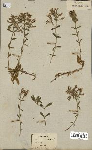 spécimen de Saponaria ocymoides