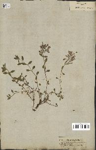 spécimen de Saponaria ocymoides