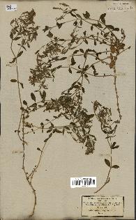 spécimen de Saponaria ocymoides