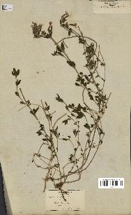 spécimen de Saponaria ocymoides