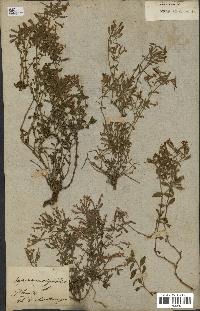 spécimen de Saponaria ocymoides