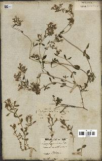 spécimen de Saponaria ocymoides
