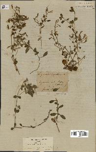 spécimen de Saponaria ocymoides