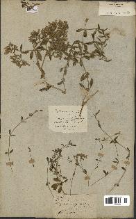 spécimen de Saponaria ocymoides