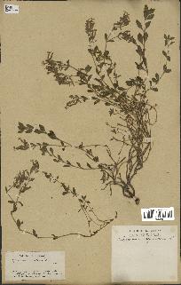 spécimen de Saponaria ocymoides