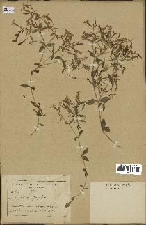 spécimen de Saponaria ocymoides