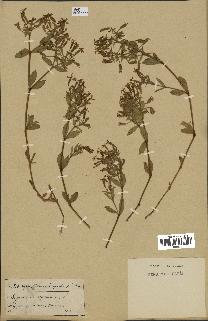 spécimen de Saponaria ocymoides