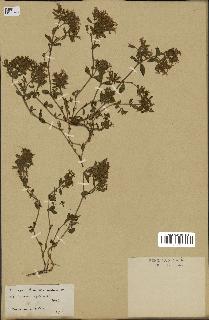 spécimen de Saponaria ocymoides