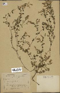 spécimen de Saponaria ocymoides