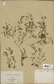 spécimen de Saponaria ocymoides