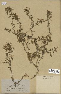 spécimen de Saponaria ocymoides