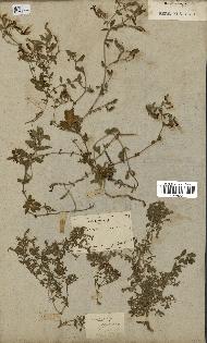 spécimen de Saponaria ocymoides