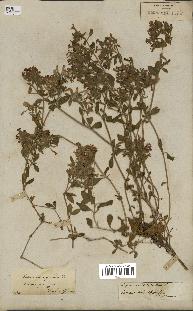 spécimen de Saponaria ocymoides