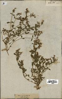 spécimen de Saponaria ocymoides