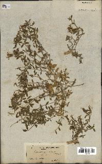 spécimen de Saponaria ocymoides