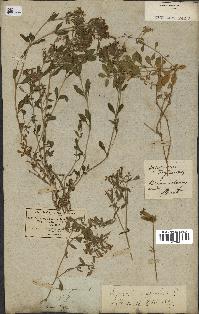 spécimen de Saponaria ocymoides