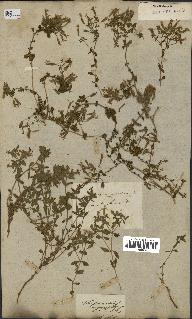 spécimen de Saponaria ocymoides