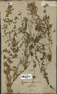 spécimen de Saponaria ocymoides